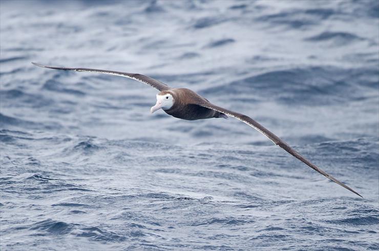 albatrosy - albatros wędrowny młody.jpg